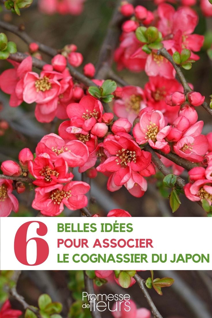 marmeleiro-do-Japão 'Pink Lady'