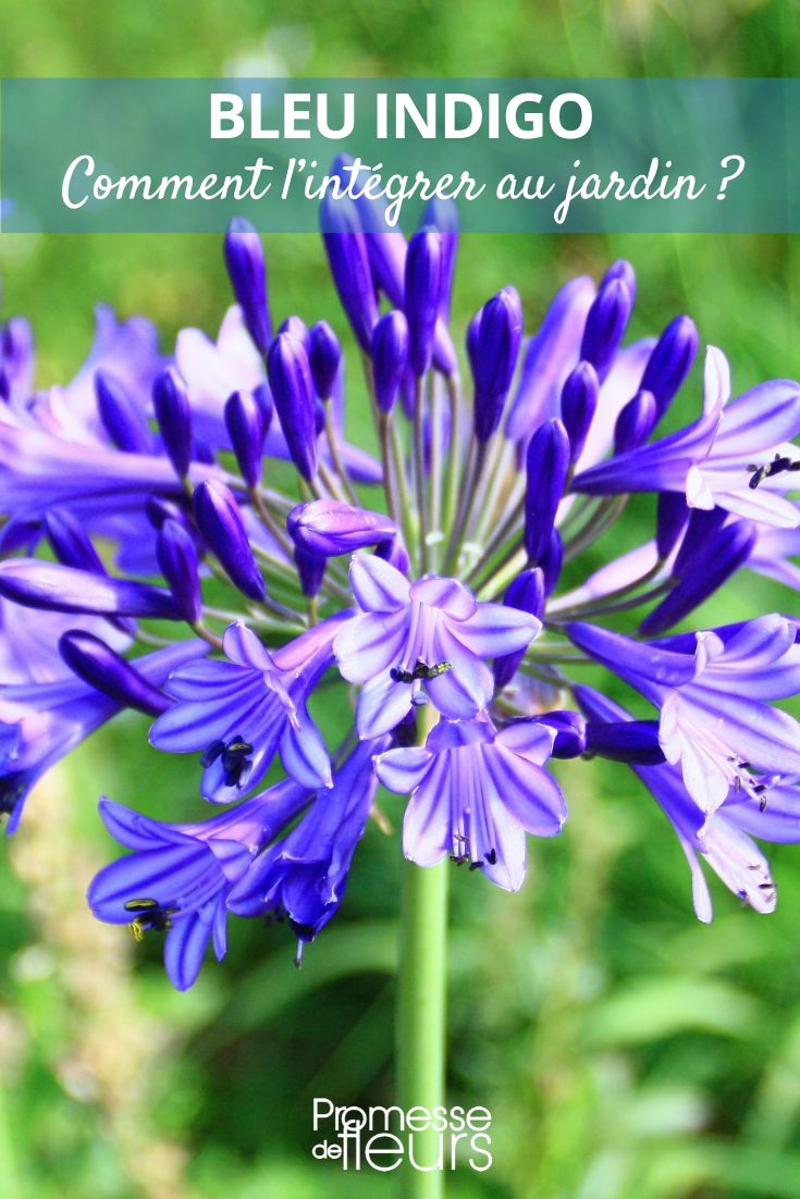agapanto azul