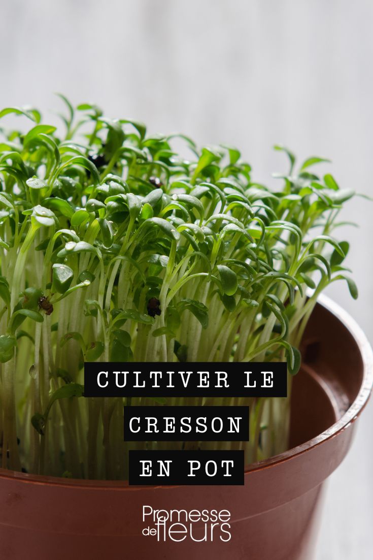 Cultivar agrião em vaso na varanda