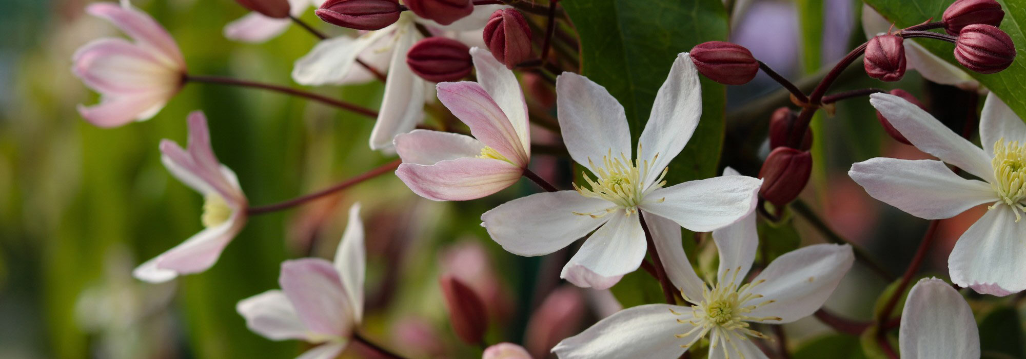 7 plantas trepadeiras que embelezarão o seu jardim durante todo o ano