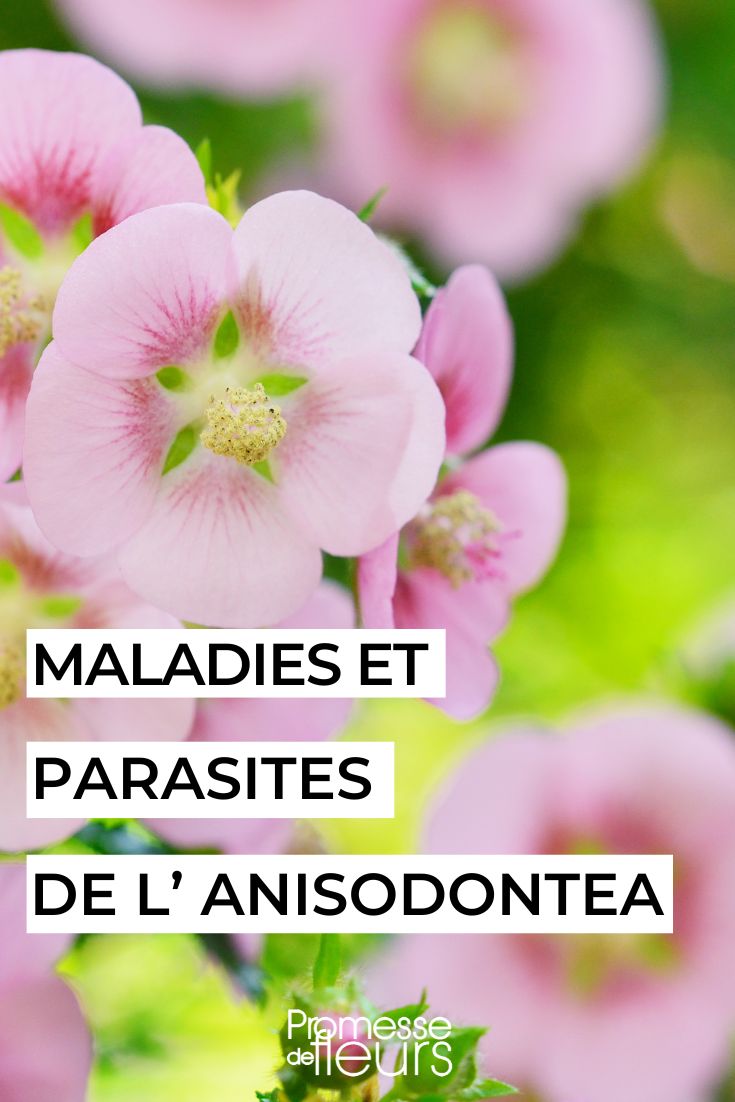 malva-do-cabo