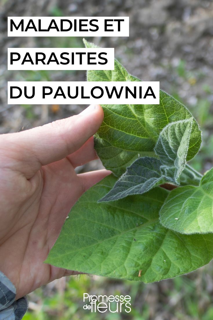 folhas de paulownia