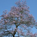 Espécies invasoras: será preciso ter medo do paulownia?
