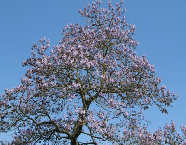 Espécies invasoras: será preciso ter medo do paulownia?