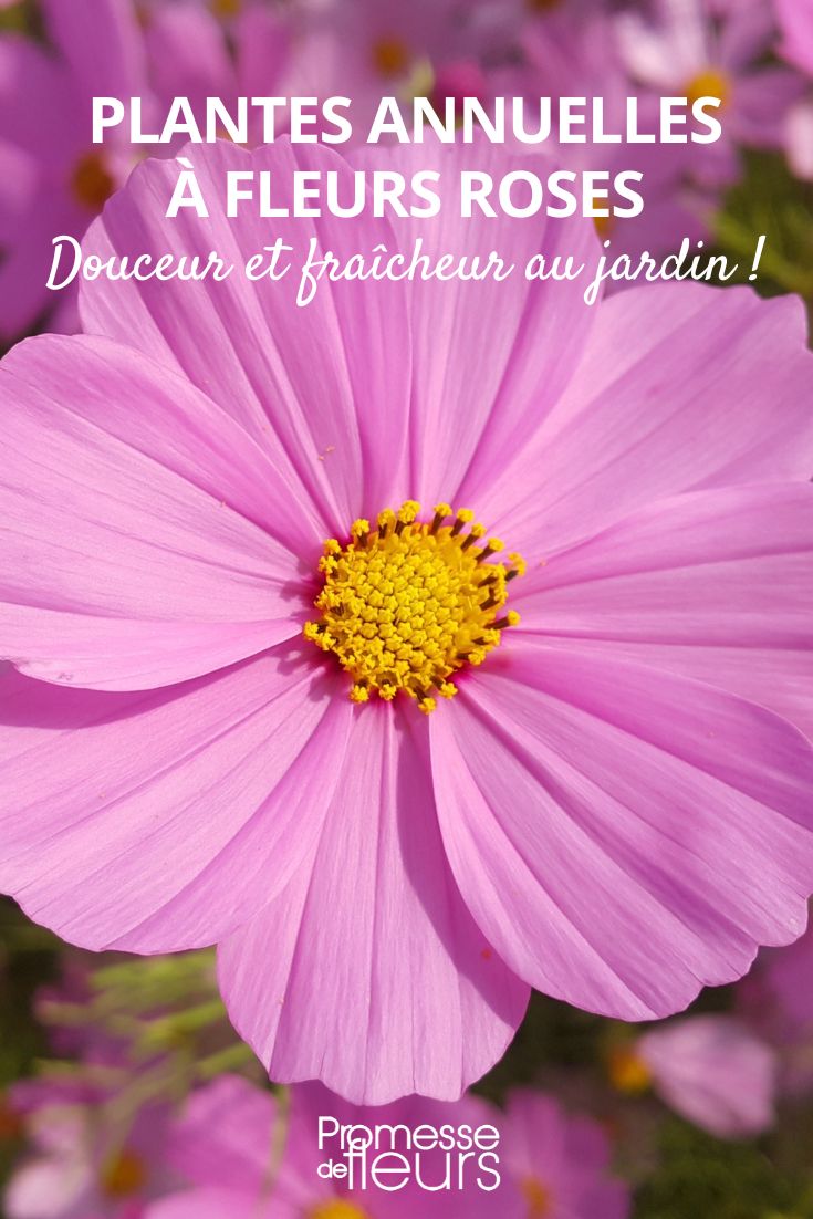 cosmos Sonata Rosa-claro