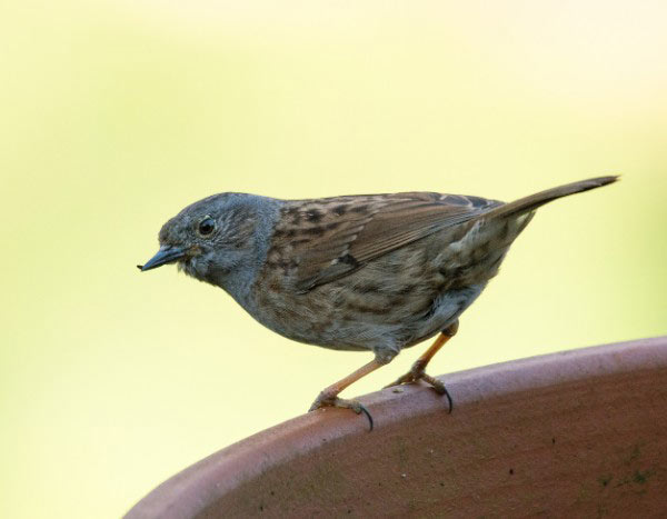 Como construir um ninho para aves com vasos de flores?
