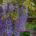 Componha um jardim exuberante com uma profusão de flores em cascata!