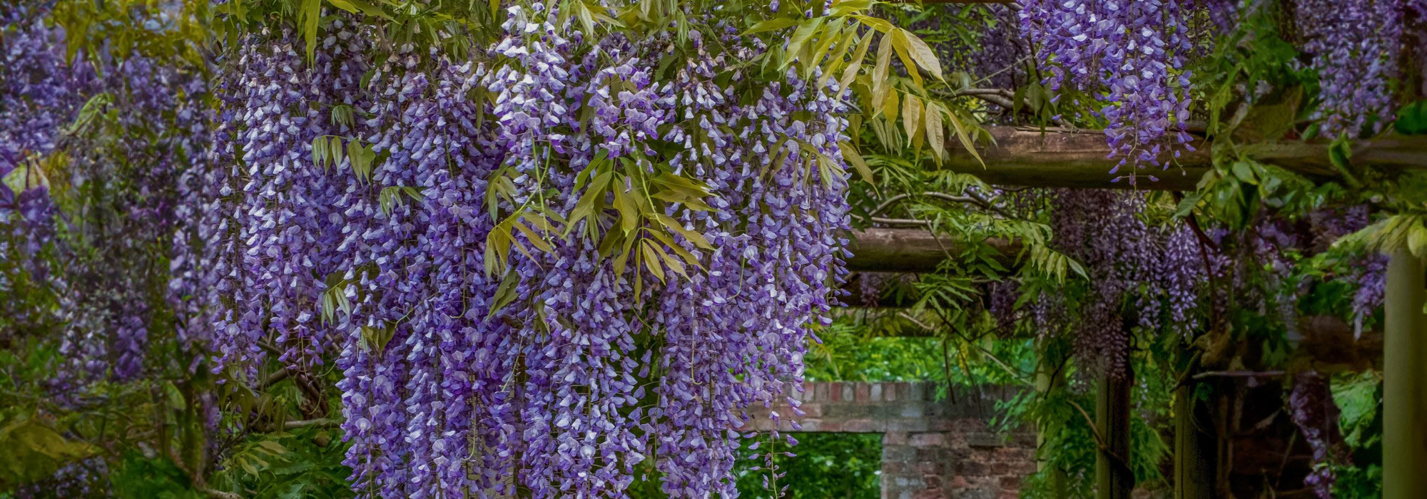 Componha um jardim exuberante com uma profusão de flores em cascata!