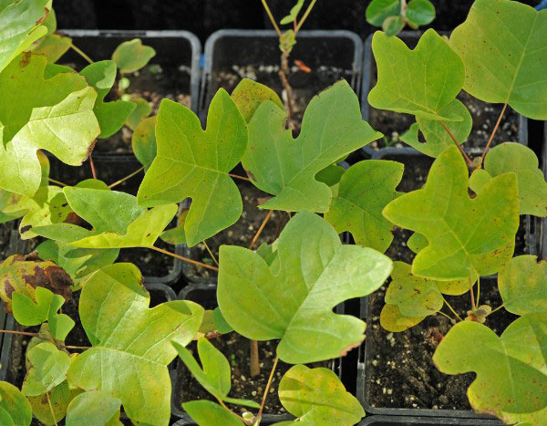 Como multiplicar o tulipeiro-da-Virgínia?