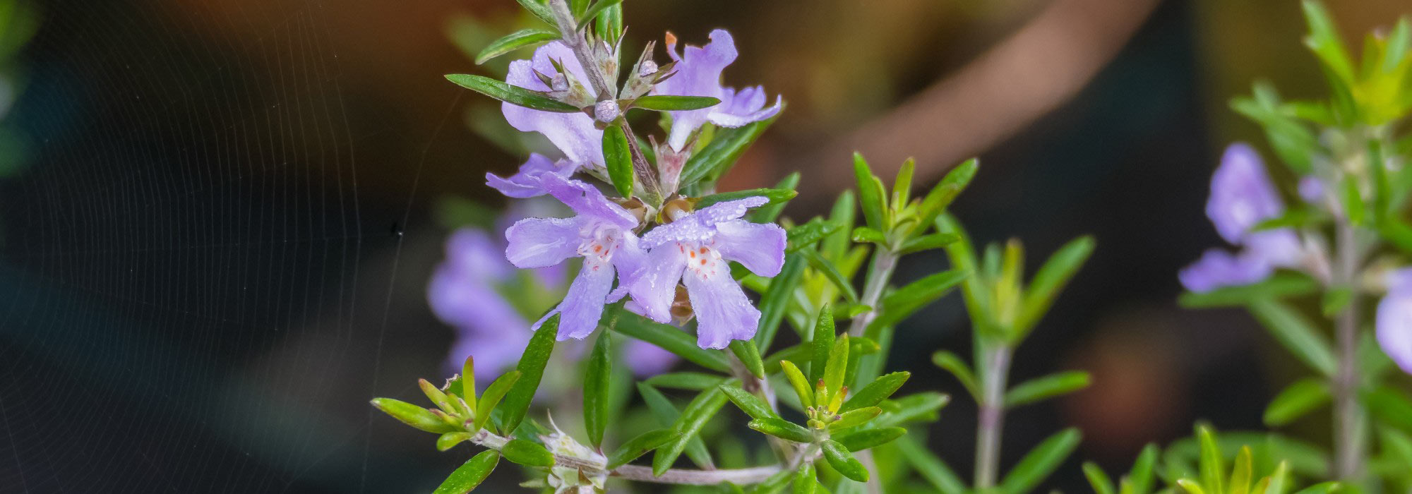 Westringia fruticosa - Alecrim-da-costa: plantação, cultivo e manutenção