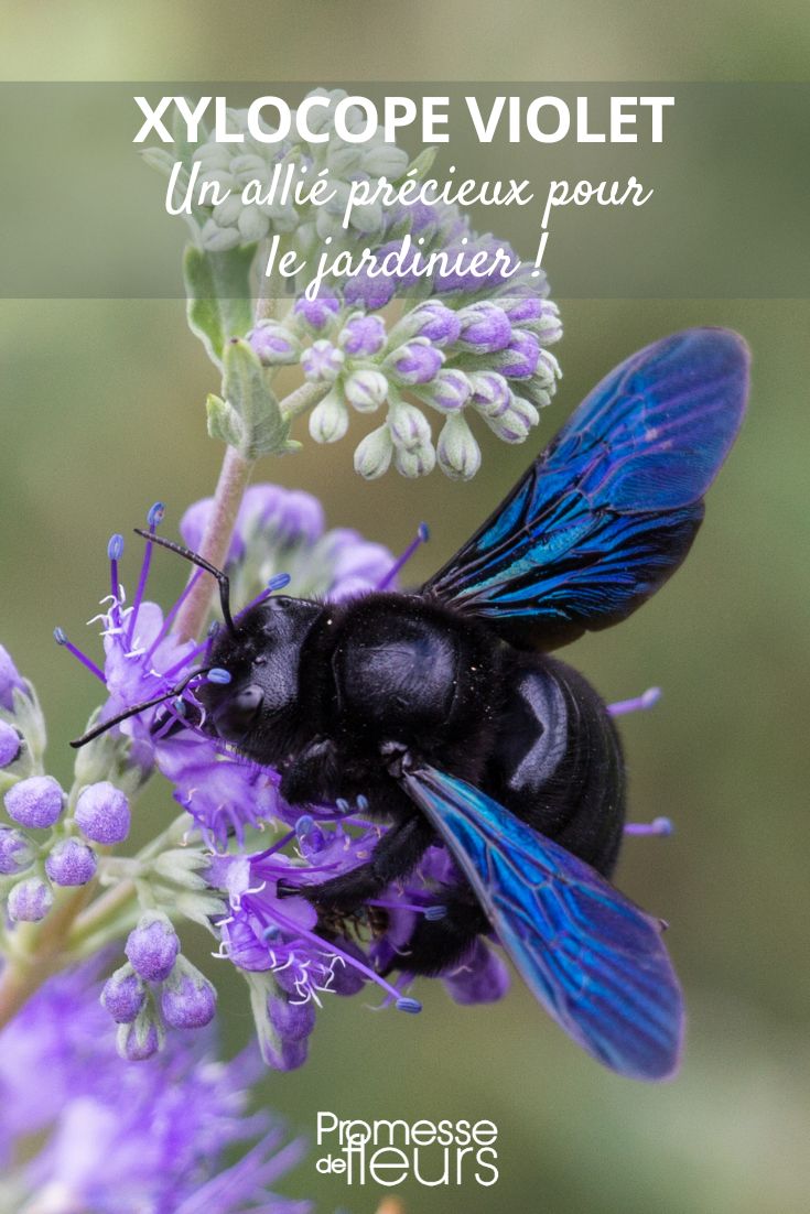 ou abelha-carpinteira, uma aliada preciosa para o jardineiro