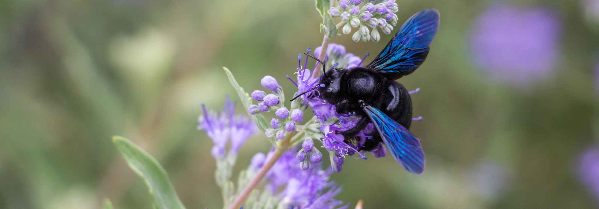 Xilocopa-violeta ou abelha-carpinteira: uma aliada preciosa para o jardineiro