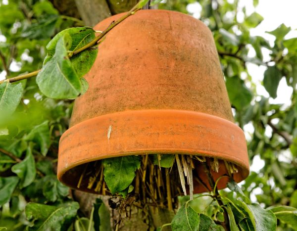 Como fabricar um abrigo para tesourinhas para proteger a fruta?