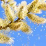 Alergia ao pólen: o que plantar no jardim?