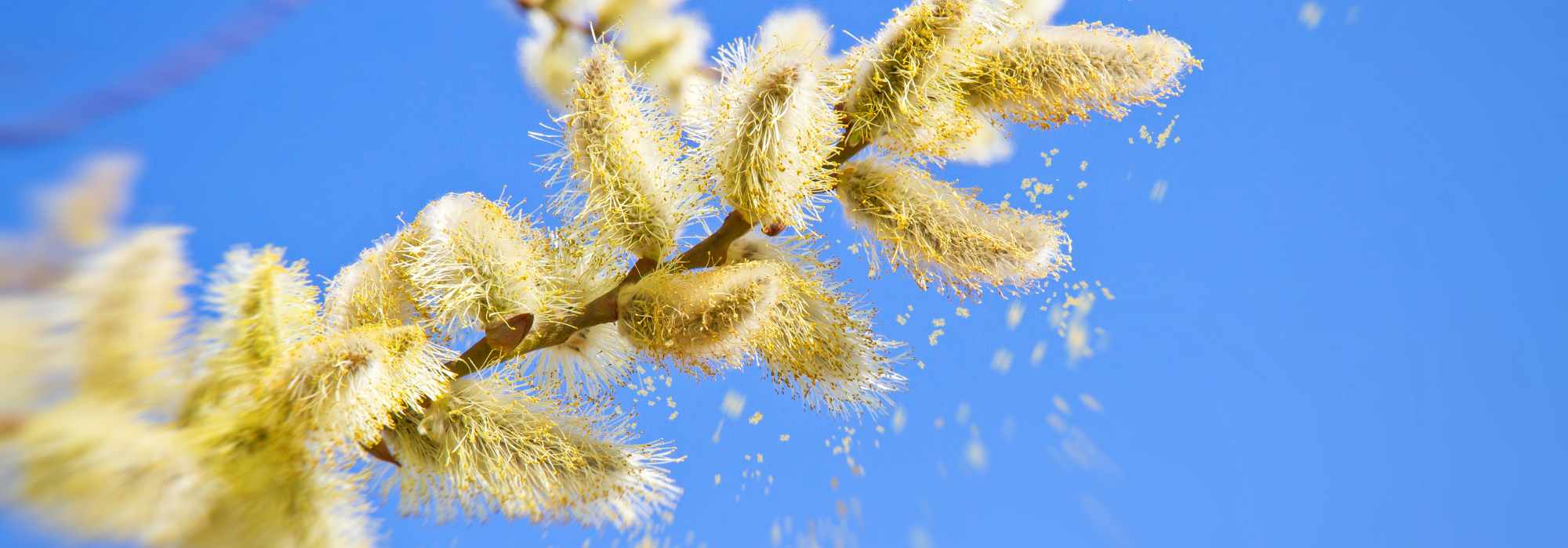 Alergia ao pólen: o que plantar no jardim?