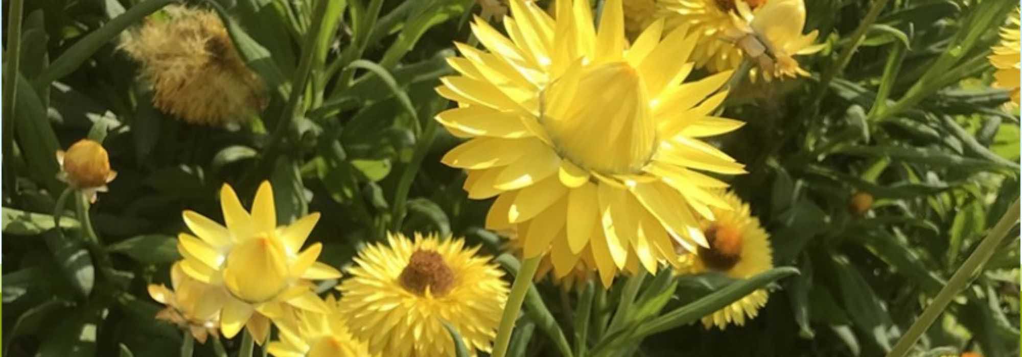 Valorize a sua decoração com anuais fáceis de cultivar para ramos de flores