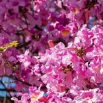 5 árvores de flores cor-de-rosa para um jardim radiante!