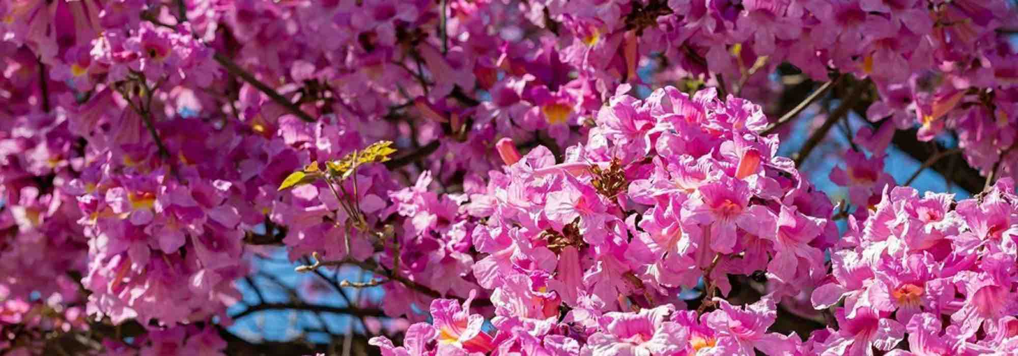 5 árvores de flores cor-de-rosa para um jardim radiante!