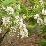 6 árvores indestrutíveis: as mais resistentes para um jardim sem preocupações