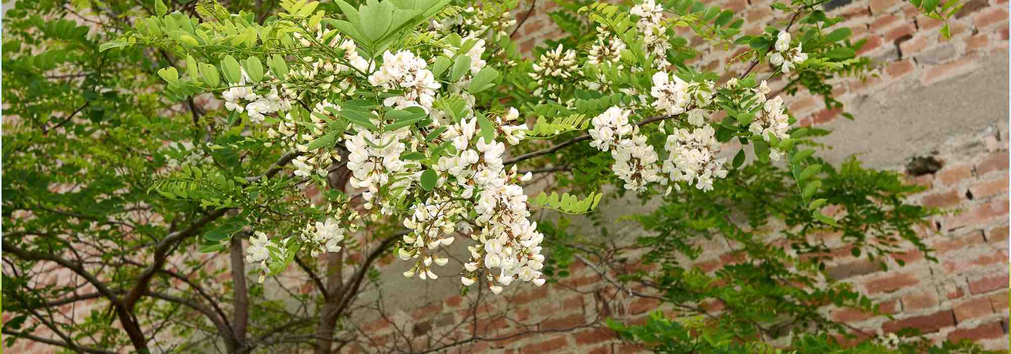 6 árvores indestrutíveis: as mais resistentes para um jardim sem preocupações