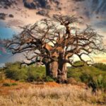 Os gigantes do tempo: uma viagem ao encontro das árvores mais antigas do mundo