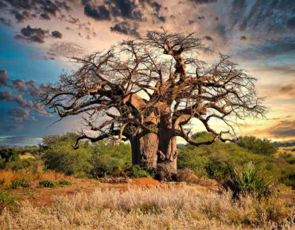 Os gigantes do tempo: uma viagem ao encontro das árvores mais antigas do mundo