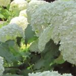 Descubra 7 arbustos para sebes com floração estival colorida