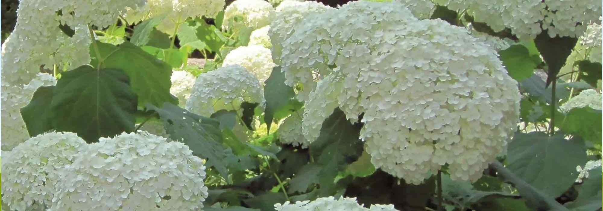 Descubra 7 arbustos para sebes com floração estival colorida