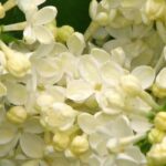 Descubra 7 arbustos para sebes com uma floração primaveril deslumbrante