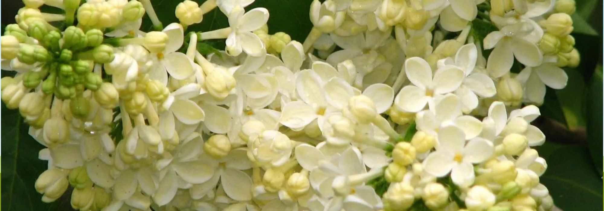 Descubra 7 arbustos para sebes com uma floração primaveril deslumbrante