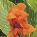 Os nossos segredos para ter canas-da-Índia em flor durante todo o verão
