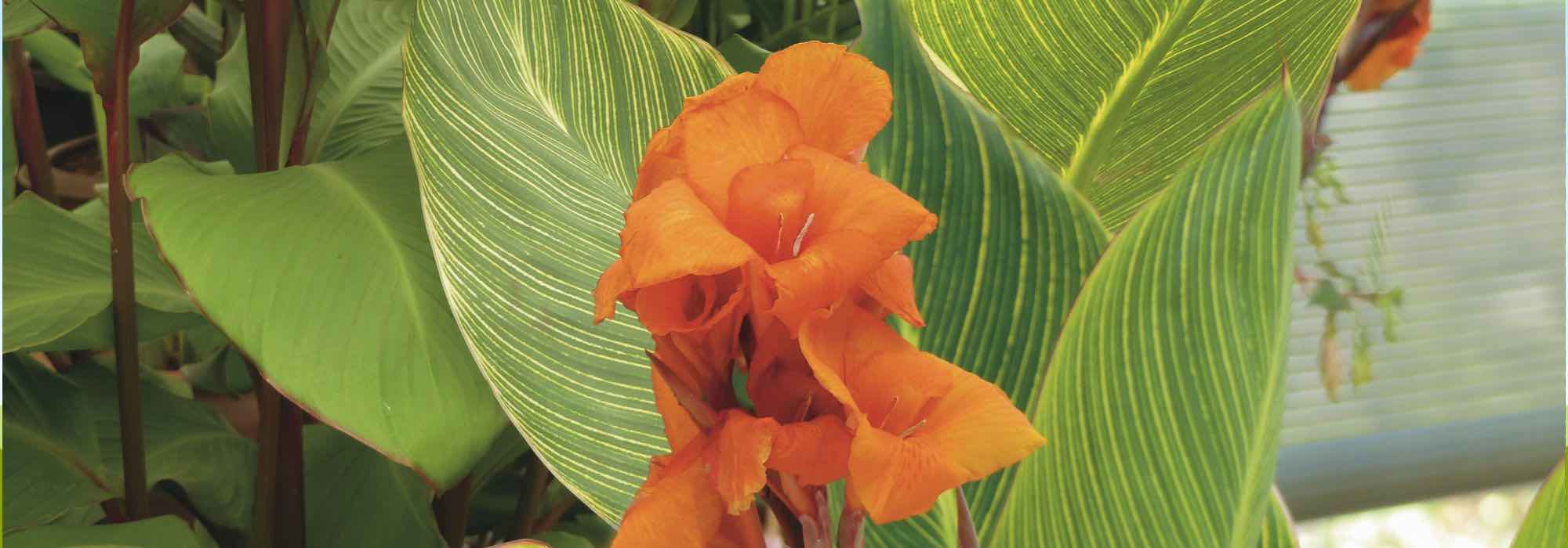 Os nossos segredos para ter canas-da-Índia em flor durante todo o verão