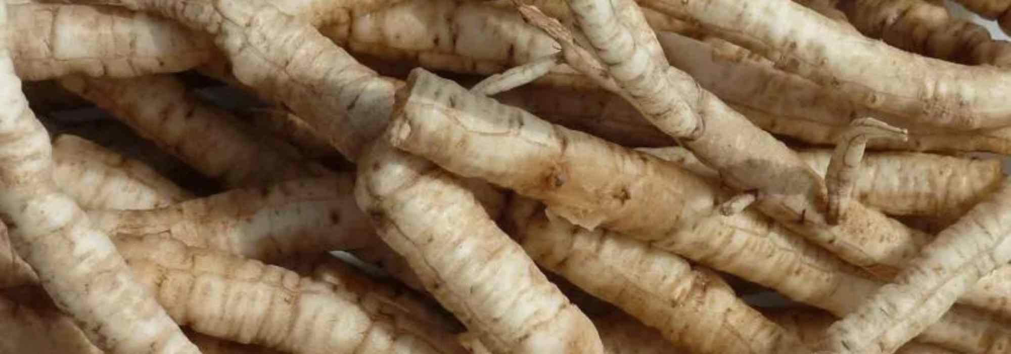 A cherivia, uma hortícola perene esquecida e fácil de cultivar