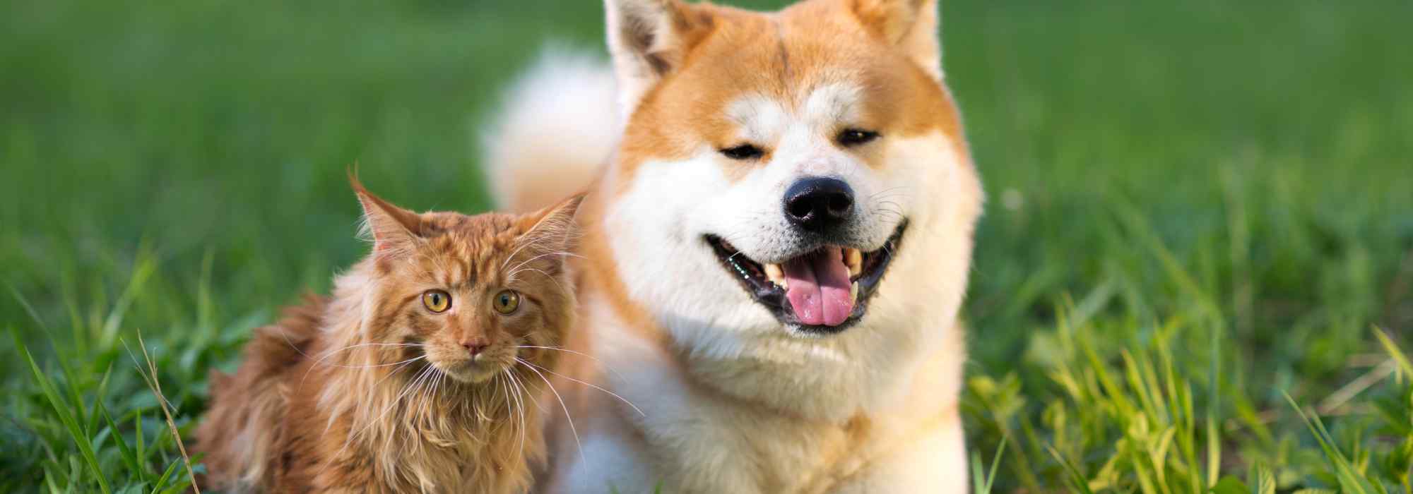 Cão e gato: como adaptar o jardim aos animais de estimação?