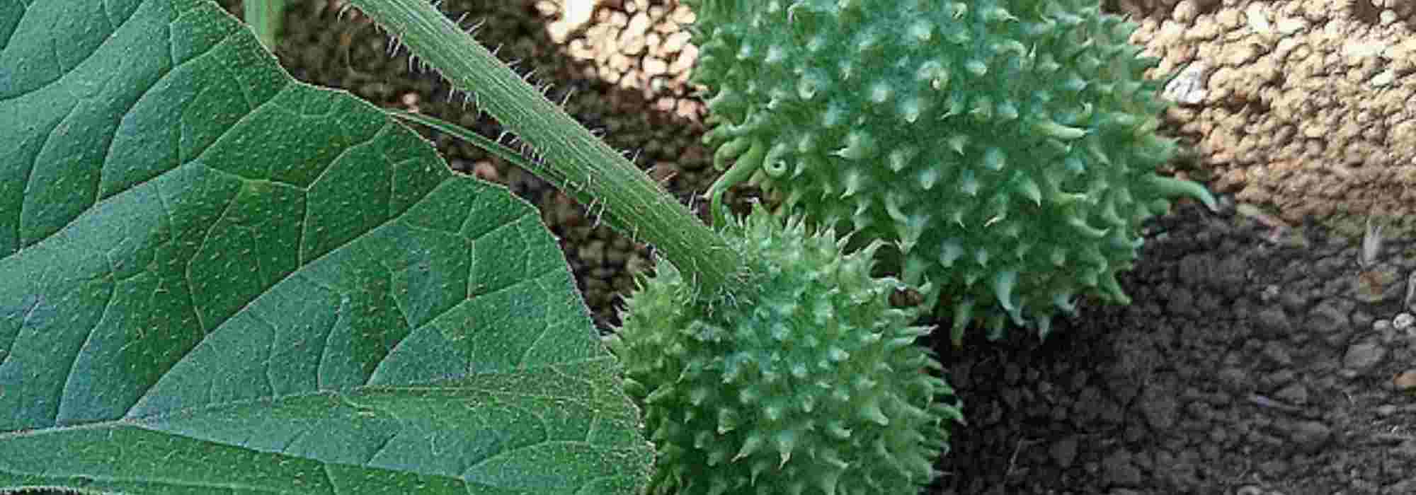 A galinha-arrepiada: como cultivar este fruto hortícola original?