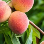 Quais são as árvores fruteiras que dão frutos mais rapidamente?