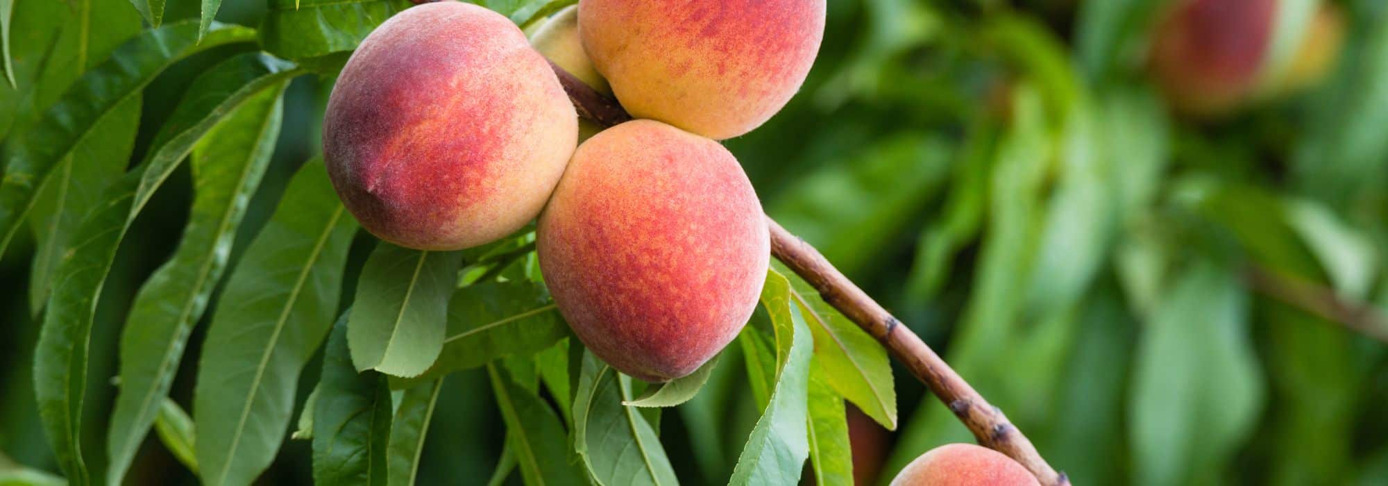 Quais são as árvores fruteiras que dão frutos mais rapidamente?