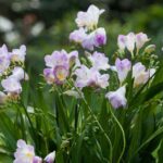 Como plantar corretamente as frésias?