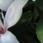 7 gladíolos de floração excecional para alegrar o jardim