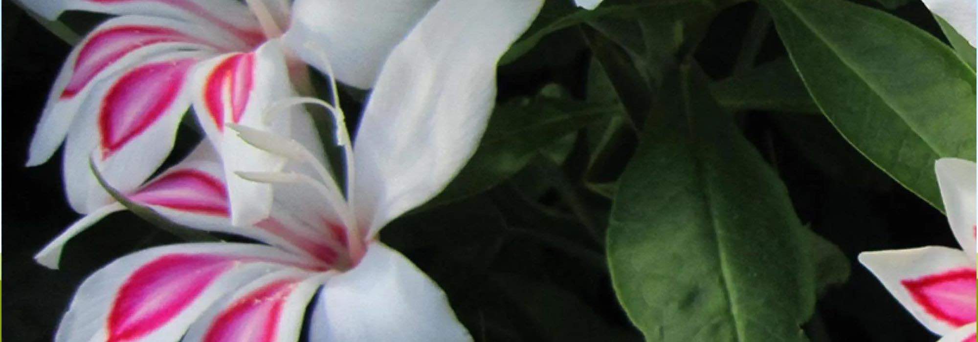 7 gladíolos de floração excecional para alegrar o jardim