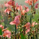 Os nossos segredos para ter gladíolos em flor durante todo o verão