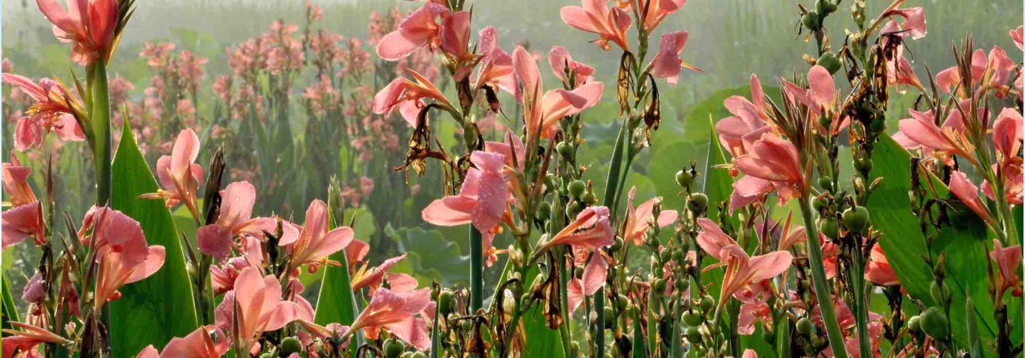 Os nossos segredos para ter gladíolos em flor durante todo o verão