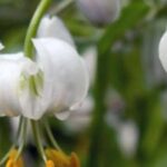 7 lírios de flores brancas para um jardim elegante