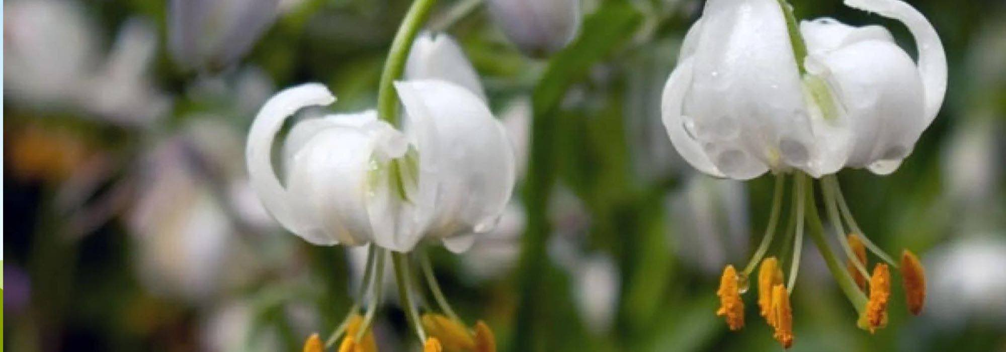 7 lírios de flores brancas para um jardim elegante