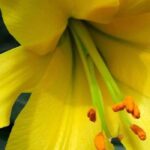 Os mais bonitos lírios de flores amarelas para um jardim radiante!