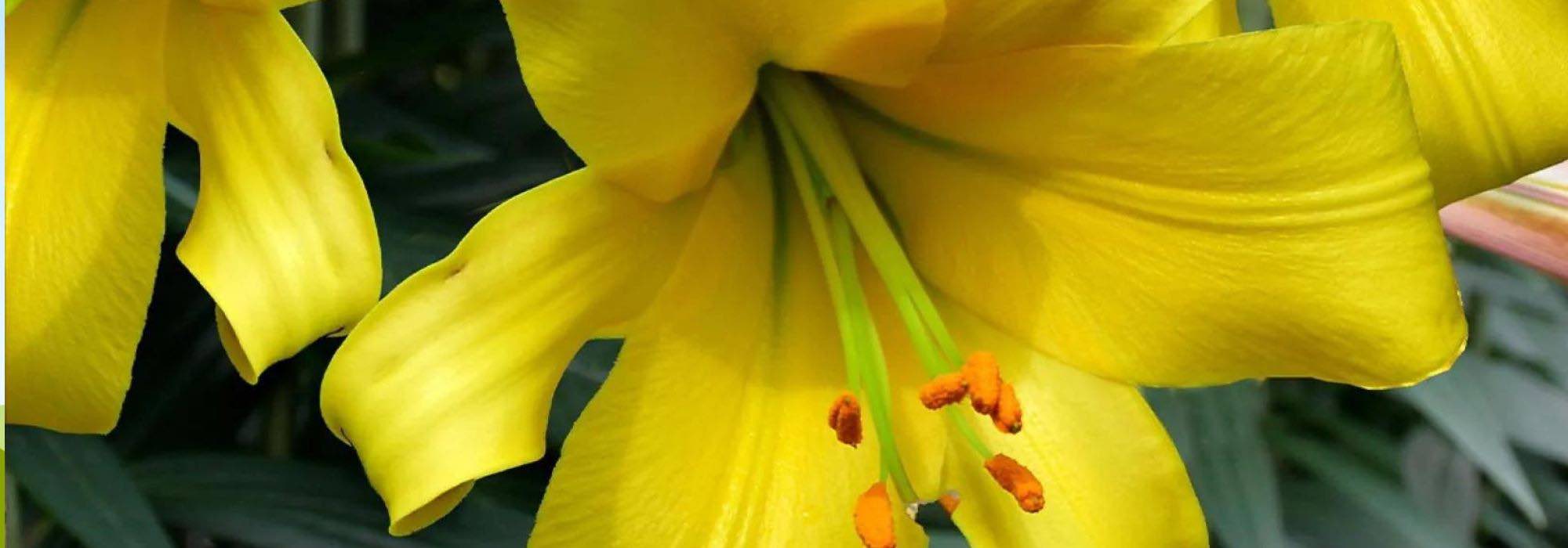 Os mais bonitos lírios de flores amarelas para um jardim radiante!