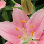 5 lírios cor-de-rosa para um jardim romântico