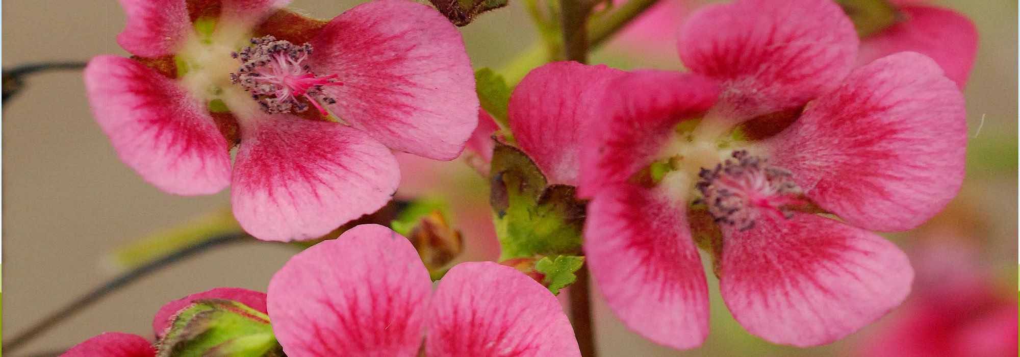 As doenças e as pragas da malva-do-cabo