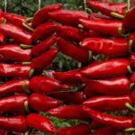 5 pimenteiras doces, saborosas e pouco picantes