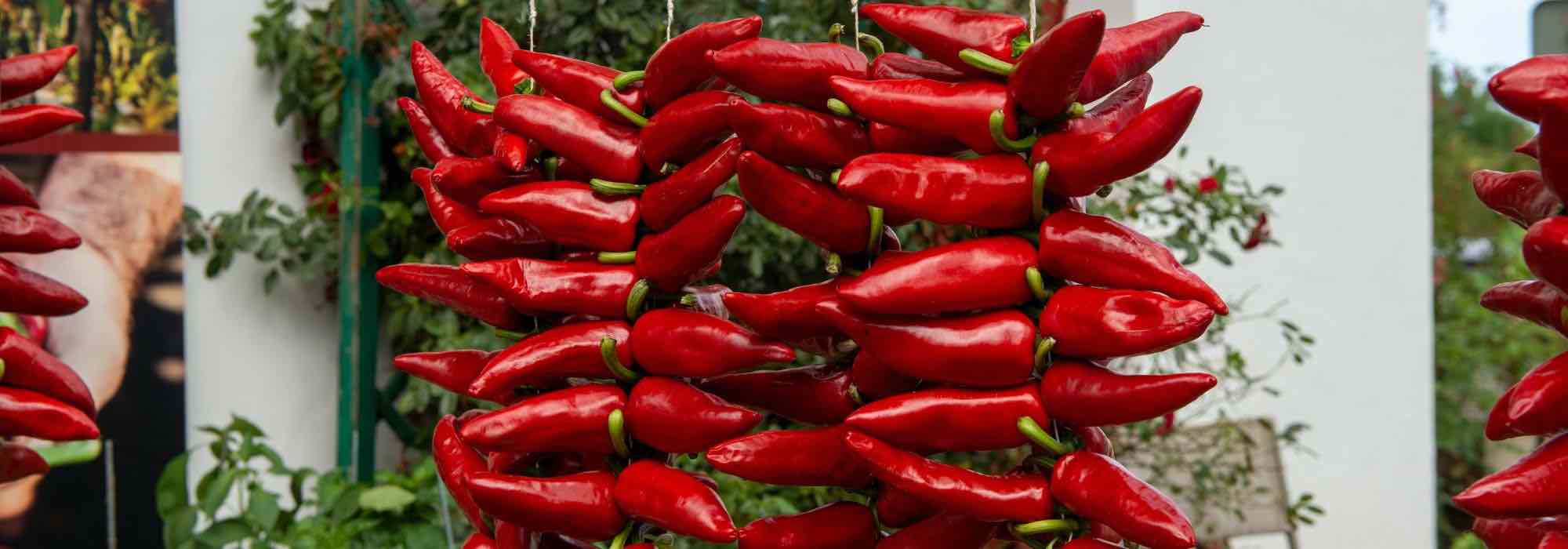 5 pimenteiras doces, saborosas e pouco picantes